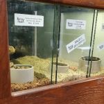 Reptile Island 3