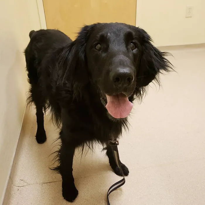 Animal Medical Center of Deer Valley Picture 3