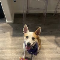 Animal Medical Center of Deer Valley ico