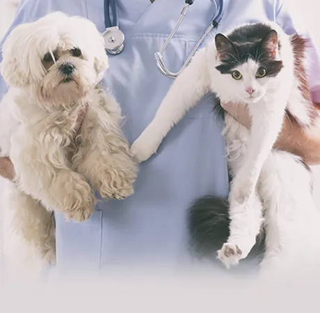 Animal Medical Center of Deer Valley Picture 10