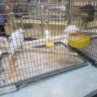 Magnolia Bird Farm ico