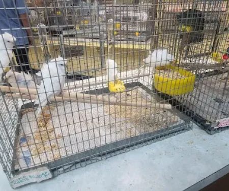 Magnolia Bird Farm