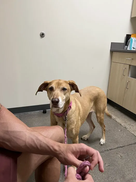 Vetco Total Care Animal Hospital Picture 6