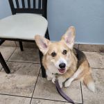 Lovet Pet Health Care - Norterra