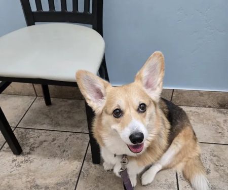 Lovet Pet Health Care - Norterra