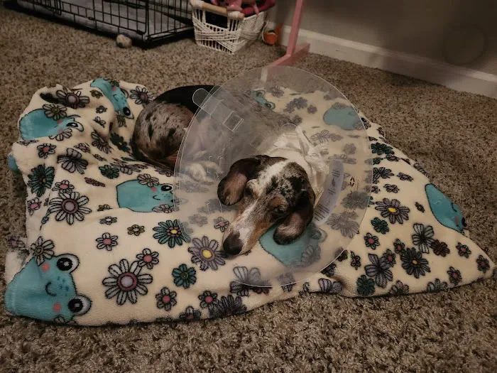 Lovet Pet Health Care - Norterra Picture 9