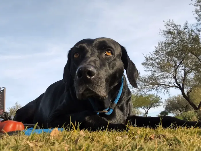 Lovet Pet Health Care - Norterra Picture 6