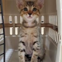 Unleashed by Petco ico