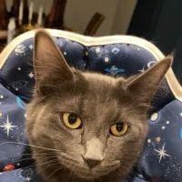 SNiP Vet - Spay Neuter in Phoenix ico