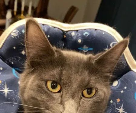 SNiP Vet - Spay Neuter in Phoenix