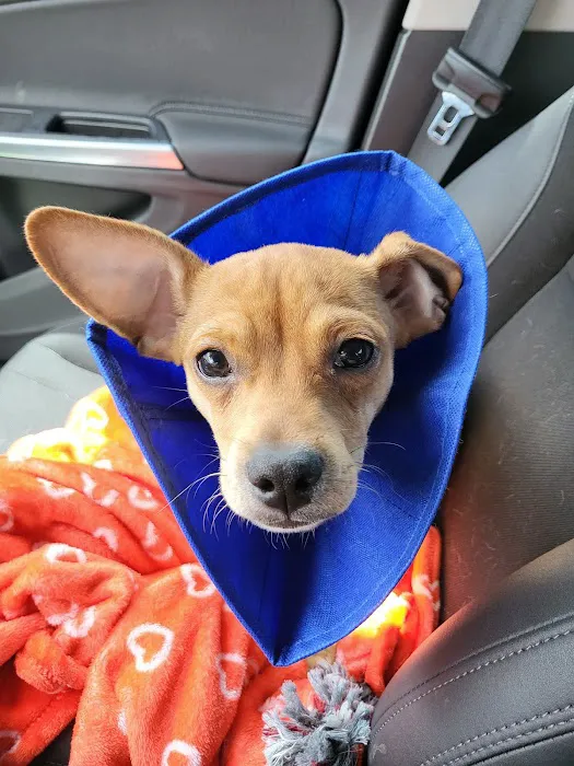 SNiP Vet - Spay Neuter in Phoenix Picture 3