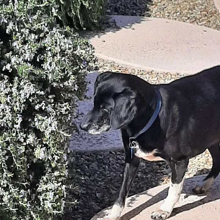 Stetson Hills Animal Hospital Picture 3