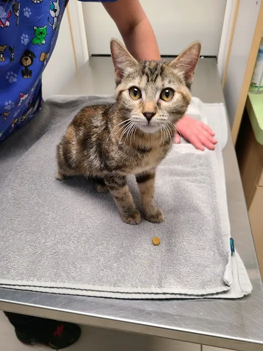 Stetson Hills Animal Hospital Picture 5