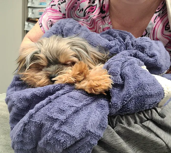 Stetson Hills Animal Hospital Picture 10
