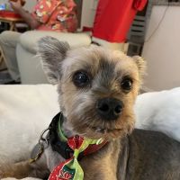 Eye Care for Animals - Phoenix ico