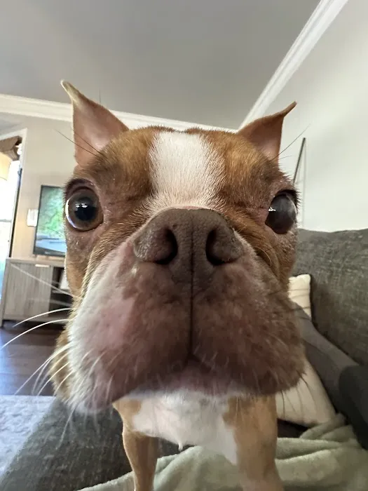 Eye Care for Animals - Phoenix Picture 5