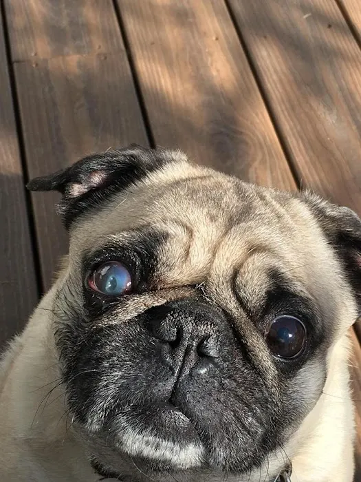 Eye Care for Animals - Phoenix Picture 4