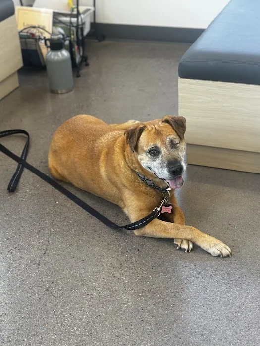 Eye Care for Animals - Phoenix Picture 7