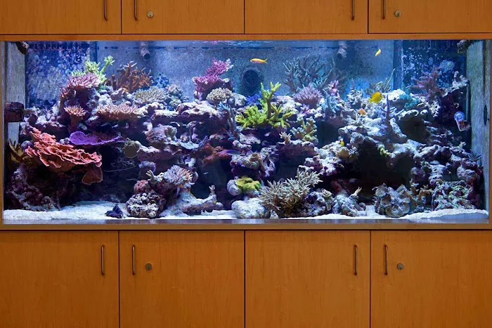 Vivid Aquariums Inc Picture 1
