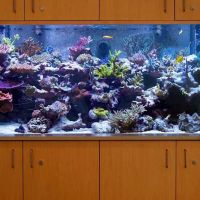 Vivid Aquariums Inc ico