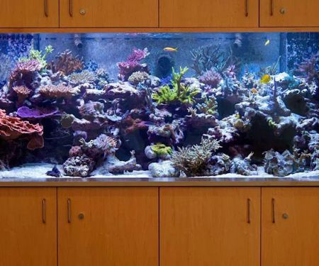 Vivid Aquariums Inc