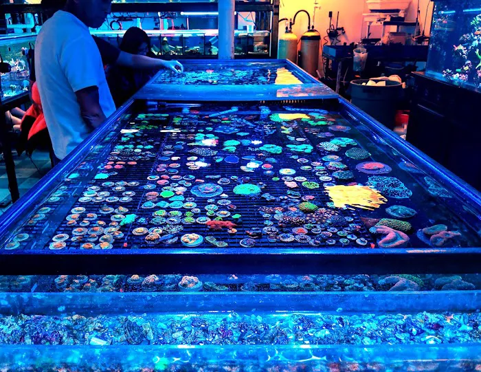 Vivid Aquariums Inc Picture 5