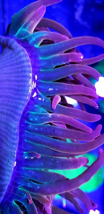 Vivid Aquariums Inc Picture 2