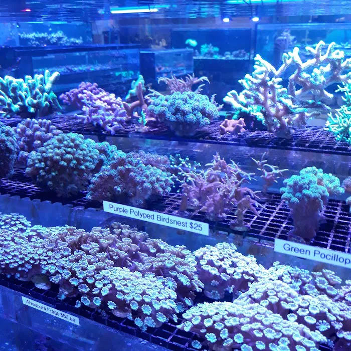 Vivid Aquariums Inc Picture 7