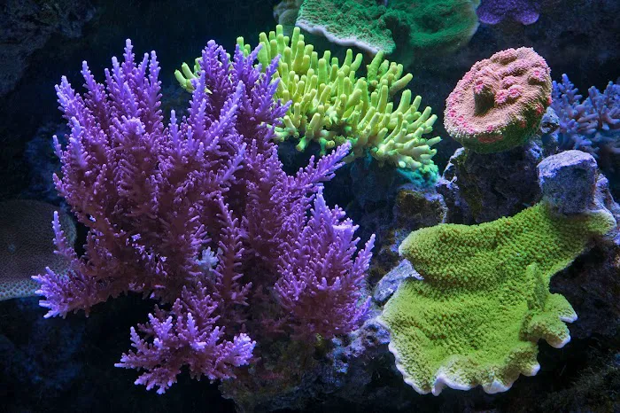 Vivid Aquariums Inc Picture 6