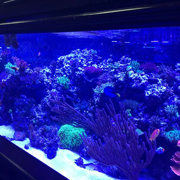 Vivid Aquariums Inc Picture 9