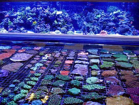 Vivid Aquariums Inc Picture 10