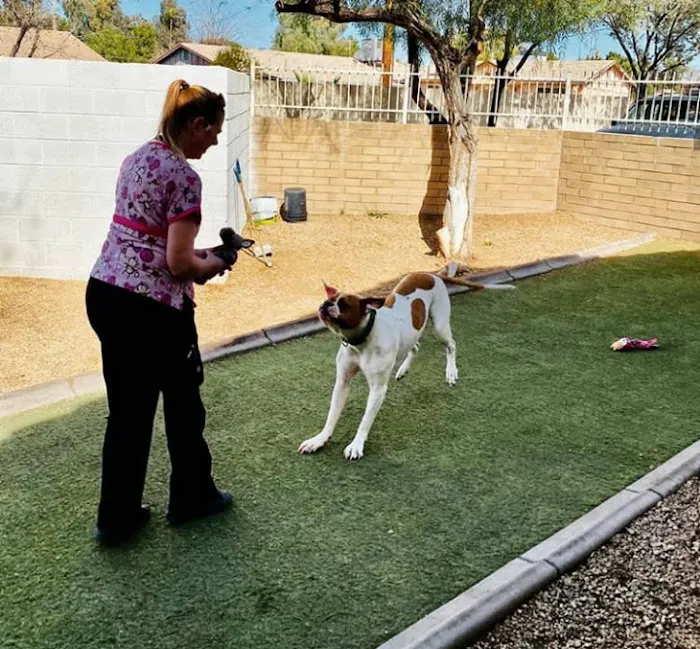 Chandler Small Animal Clinic Picture 3