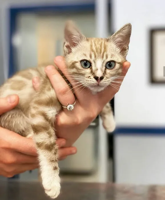 Chandler Small Animal Clinic Picture 2