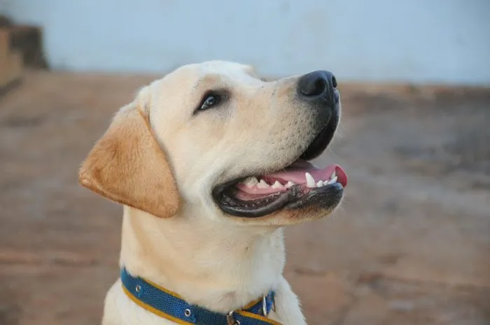 Chandler Small Animal Clinic Picture 8