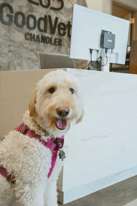 GoodVets Chandler Picture 5