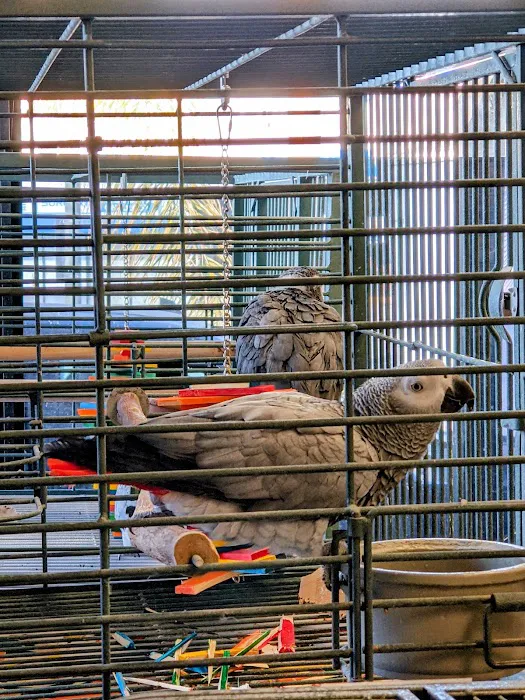 Parrots Naturally Picture 4