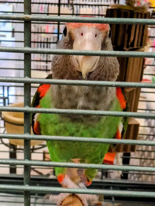 Parrots Naturally Picture 2