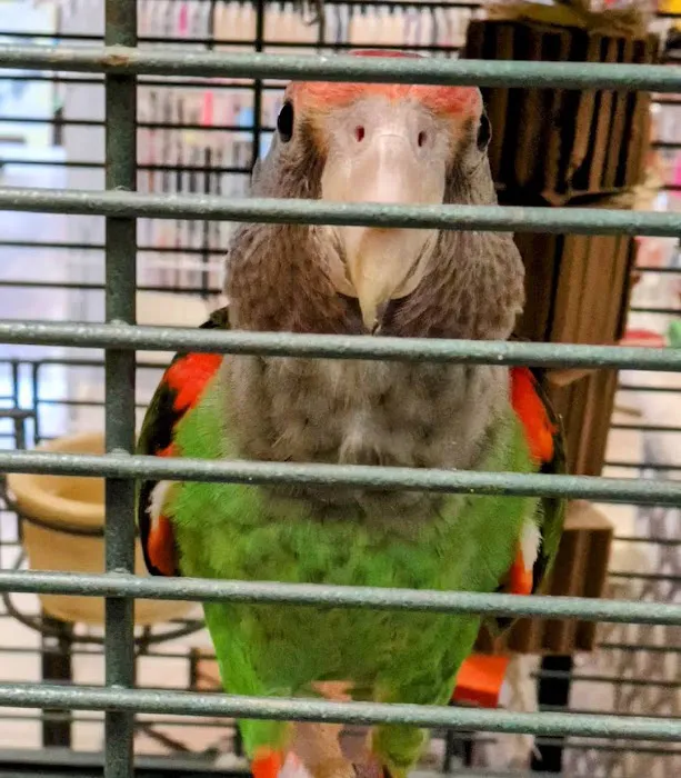 Parrots Naturally Picture 3