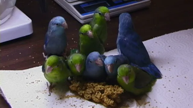 Parrots Naturally Picture 8