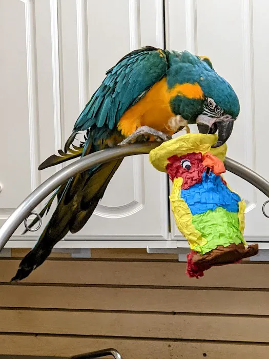 Parrots Naturally Picture 5