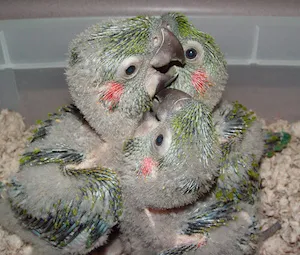Parrots Naturally Picture 9