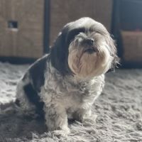 Spay Neuter Clinic: Chandler ico