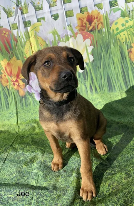 Spay Neuter Clinic: Chandler Picture 8