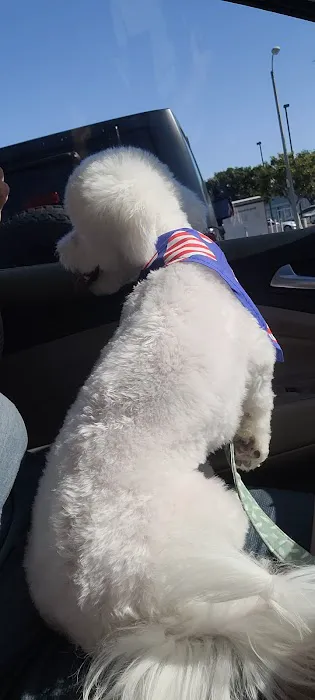 Fresh pets and grooming Picture 2