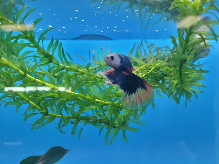 Fresh pets and grooming Picture 4