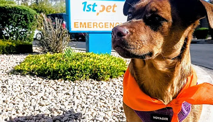 1st Pet Veterinary Centers - Chandler Picture 4