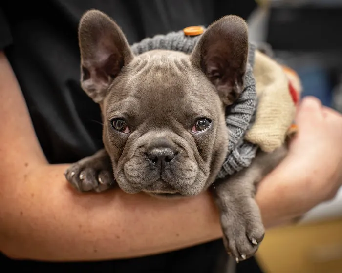 1st Pet Veterinary Centers - Chandler Picture 9