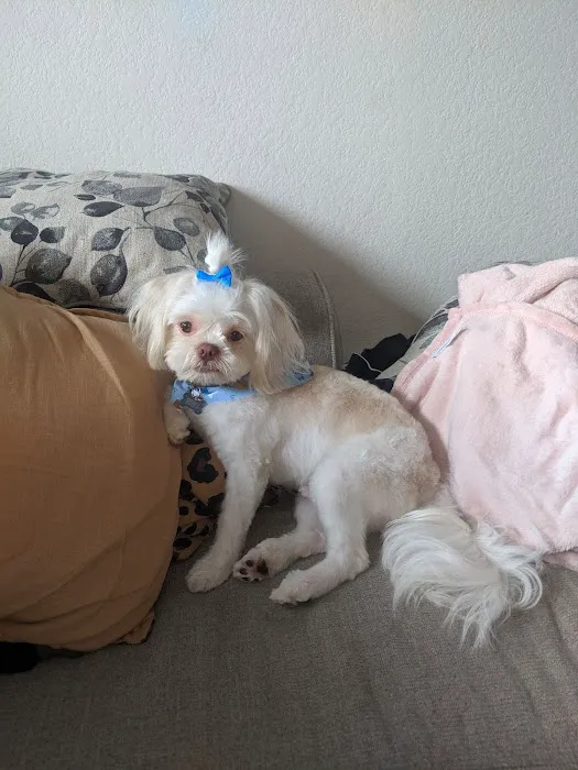 Love On A Leash Pet Supplies & Grooming Picture 2