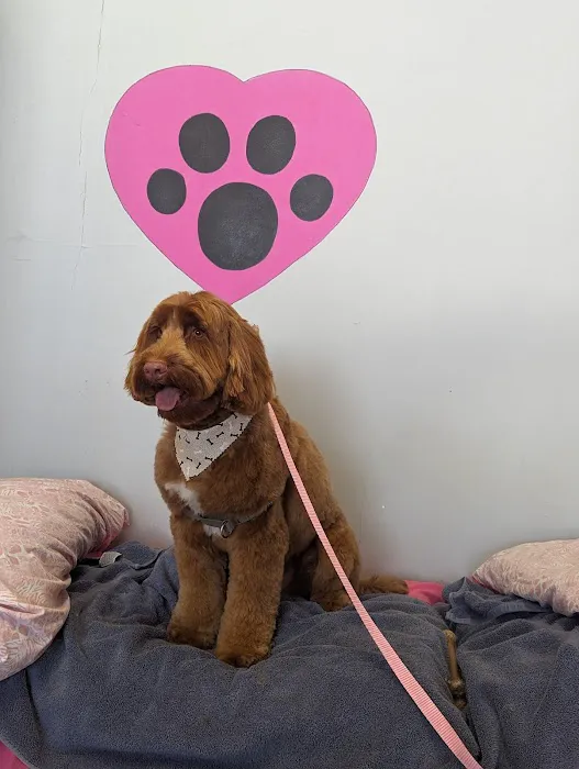 Love On A Leash Pet Supplies & Grooming Picture 7