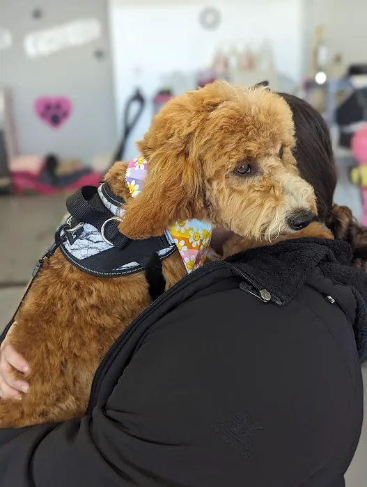 Love On A Leash Pet Supplies & Grooming Picture 8